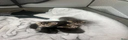 Mixed Breed cats for sale: 4 Gorgeous kittens for sale in Bacup - Advert 10