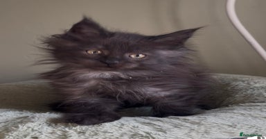 Maine Coon cats Maine coon kittens READY NOW ❤️ black smoke ❤️ - Advert 8