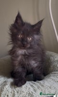 Maine Coon cats Maine coon kittens READY NOW ❤️ black smoke ❤️ - Advert 8
