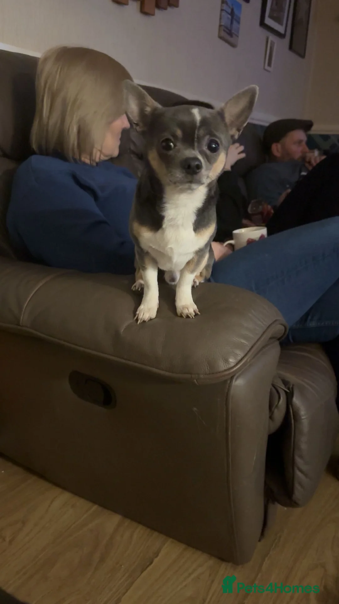 Chihuahua dogs for sale: male chihuahua for rehoming - Advert 3