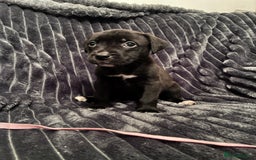 Mixed Breed dogs for sale: Cane Corso-Belgian Malanois cross American Bulldog - Advert 11