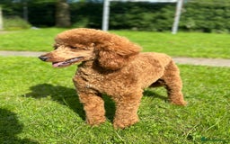Cockapoo dogs for sale: Gorgeous F1b miniature cockapoo - Image 4