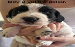 Sprocker dogs for sale: Sprocker puppies  - Image 4