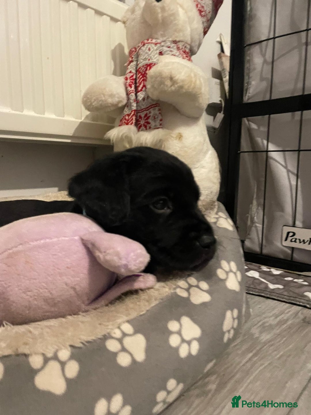 Mixed Breed dogs for sale: Chunky staff x lab pups 3 left - Advert 14