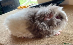 Guinea Pig rodents for sale: Older boar’s and baby Alpaca Texel and merino  - Image 11