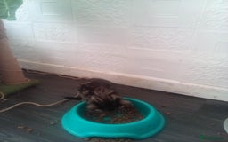 Mixed Breed cats for sale: 7 kittens are ready to go now  - Image 3