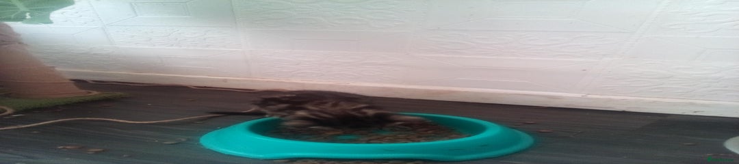 Mixed Breed Kitten 3