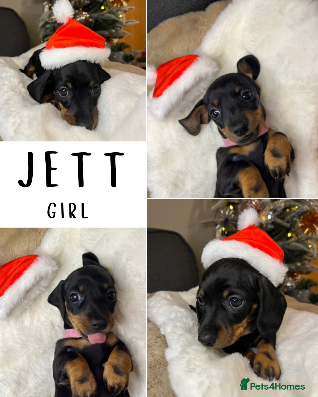 Dachshund dogs for sale: Stunning KC Miniature dachshunds - Advert 11