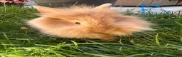 Lionhead rabbits for sale: Lionhead rabbits for sale  - Advert 5