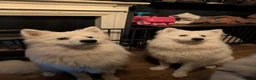 Samoyed dogs for sale: Only 3 females left in Oakham - Advert 8