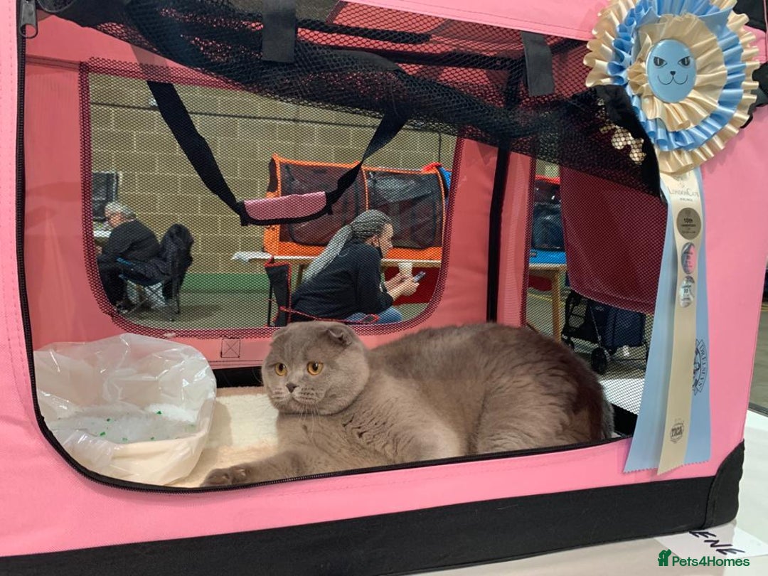 Scottish Fold cats for stud: GRAND CHAMPION TICA in London - Advert 6