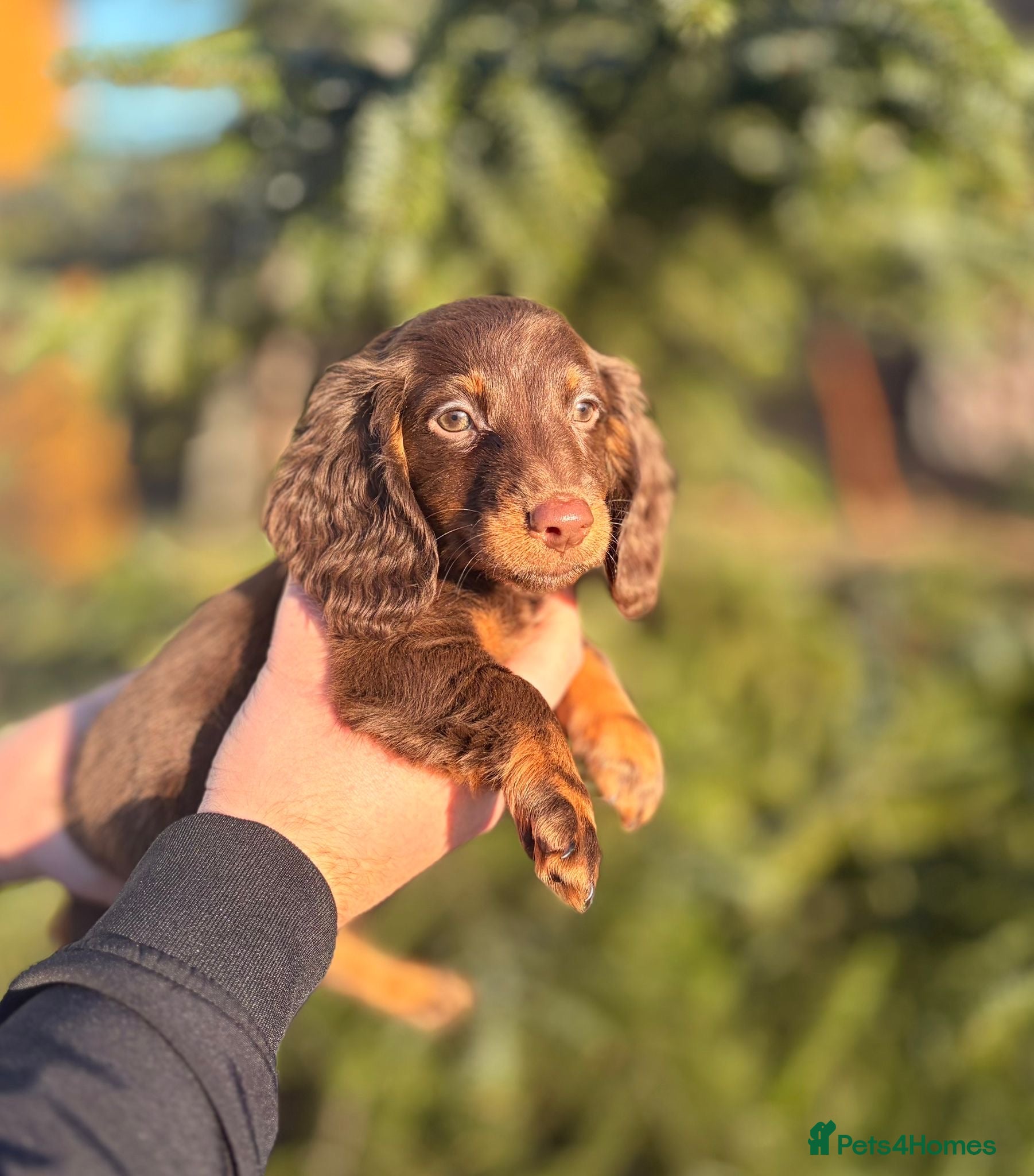 Miniature Dachshund dogs Miniature dachshund puppies  - Advert 10