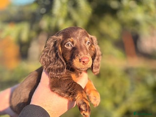 Miniature Dachshund dogs Miniature dachshund puppies - Advert 10