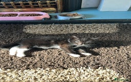 Mixed Breed cats for sale: 2 beautiful girls - Image 4