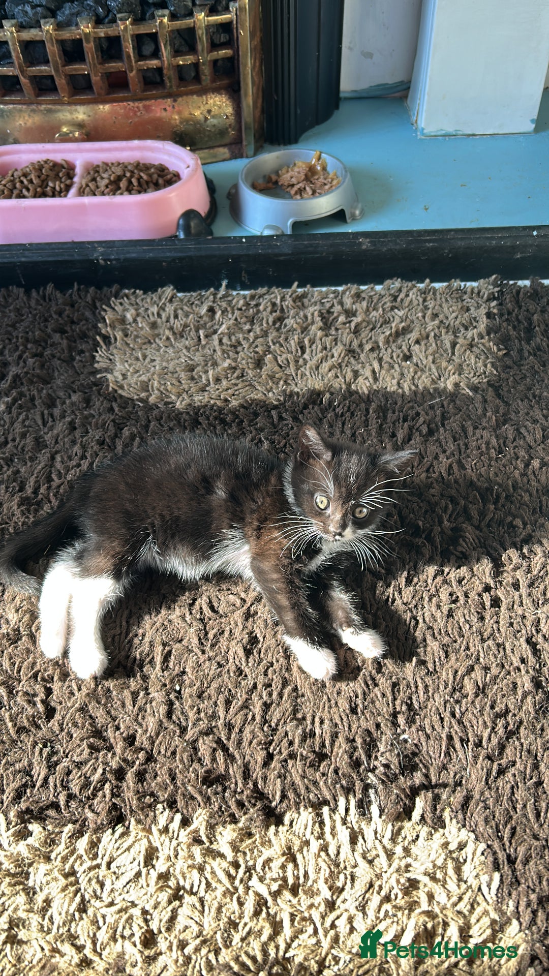 Mixed Breed cats for sale: 2 beautiful girls - Image 4