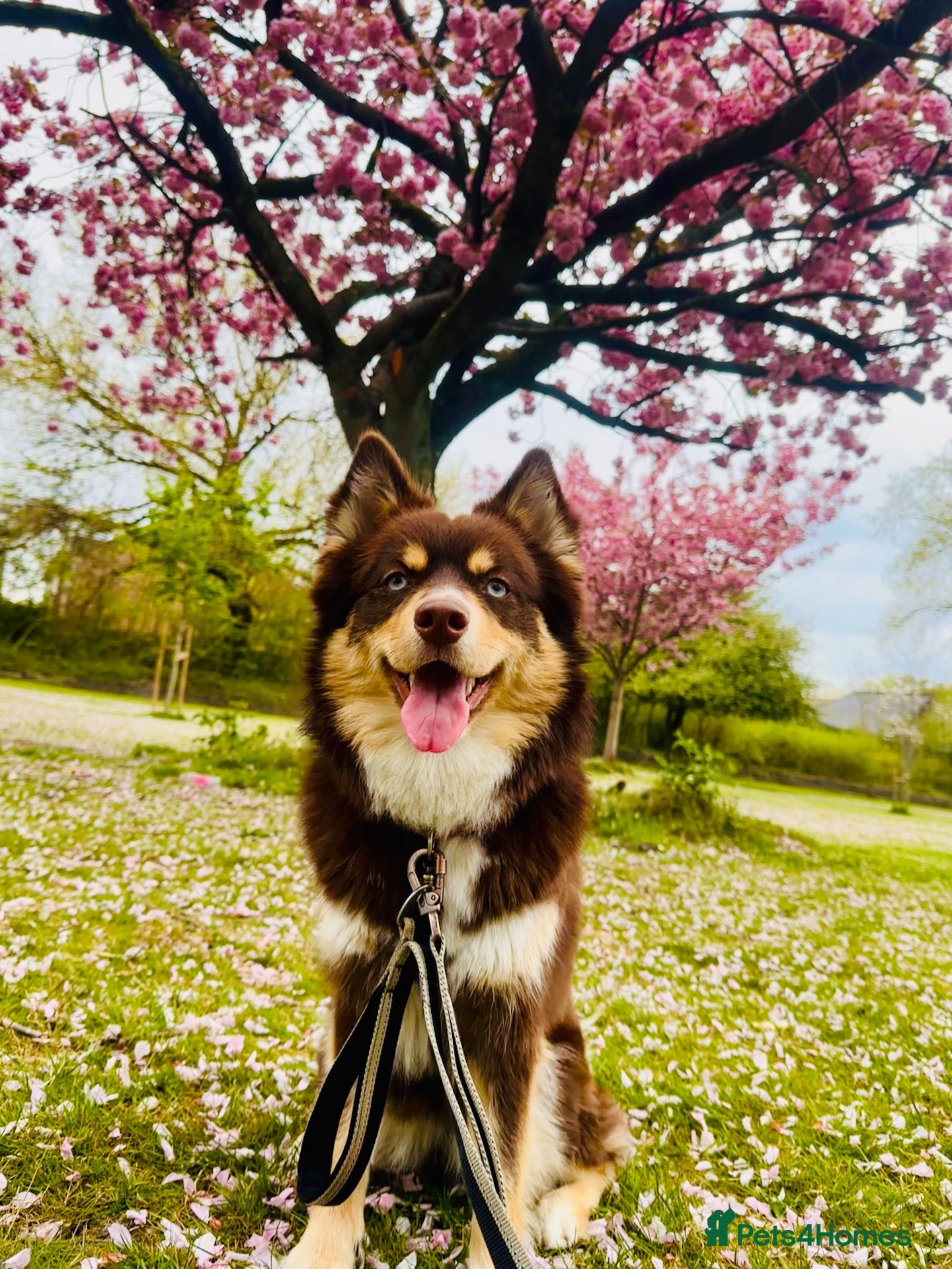 Pomsky dogs for sale: Beautiful Pomsky Puppies–Fluff & Frost pomskies 🐶 - Advert 2