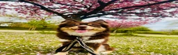 Pomsky dogs for sale: Beautiful Pomsky Puppies–Fluff & Frost pomskies 🐶 - Advert 1