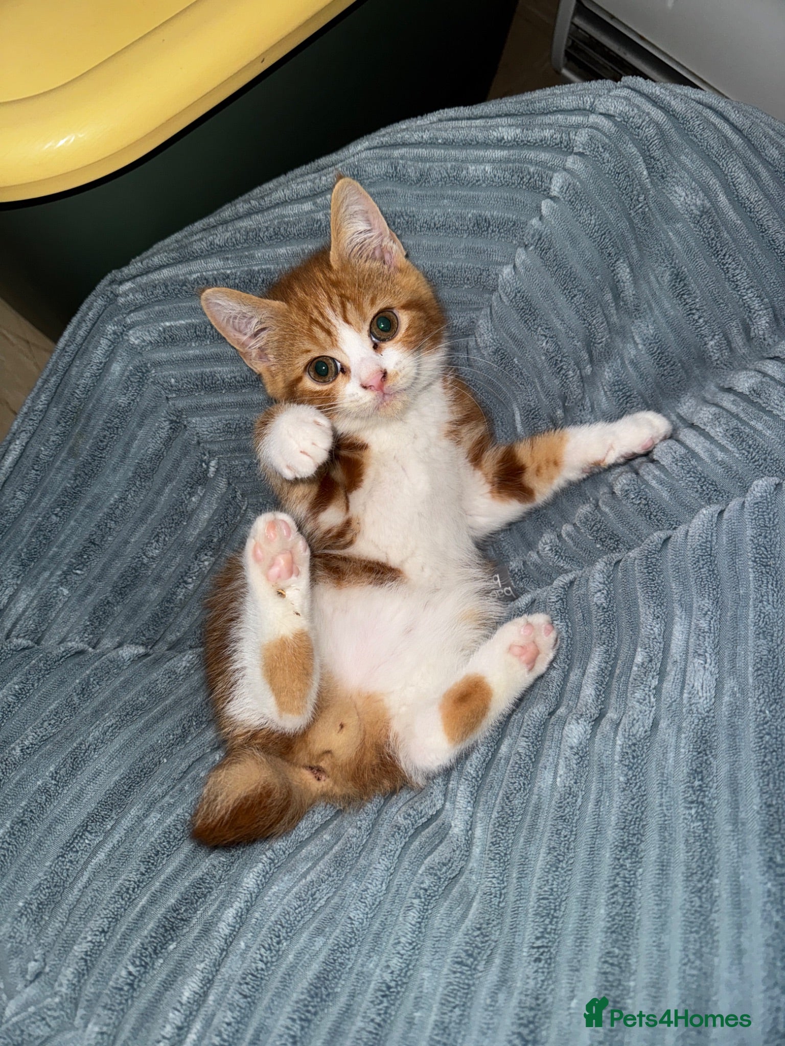 Mixed Breed cats Red and white bobtail male - Advert 3