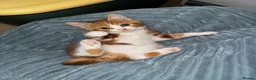 Mixed Breed cats for sale: Red and white bobtail male - Advert 1