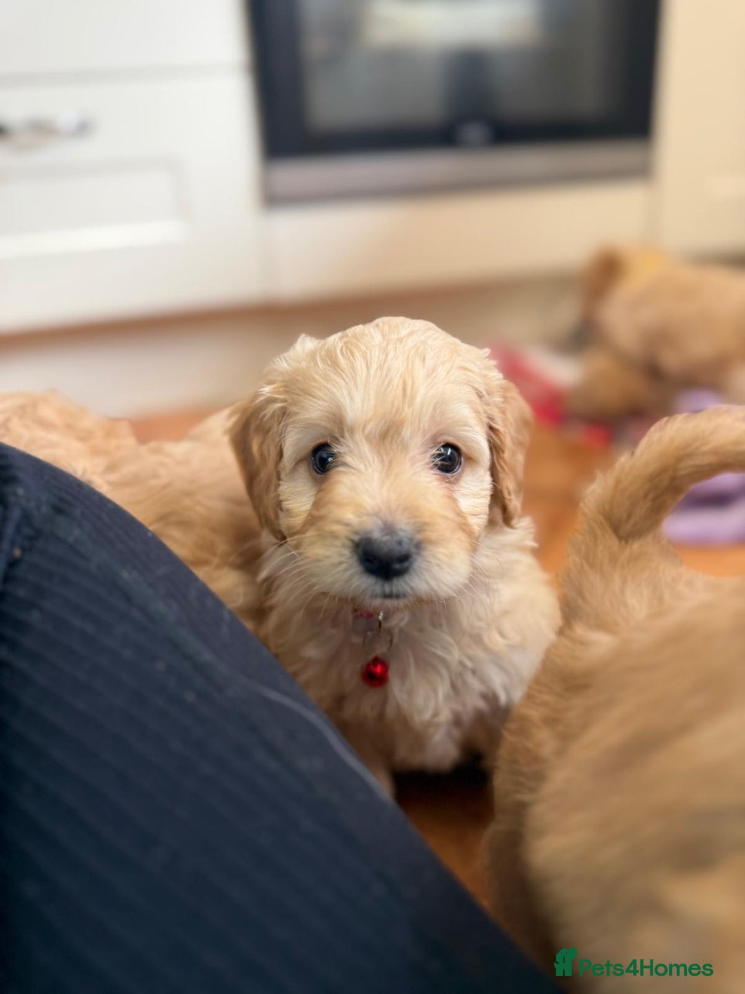 Cockapoo dogs for sale: Bred From Health Tested Parents - Advert 9