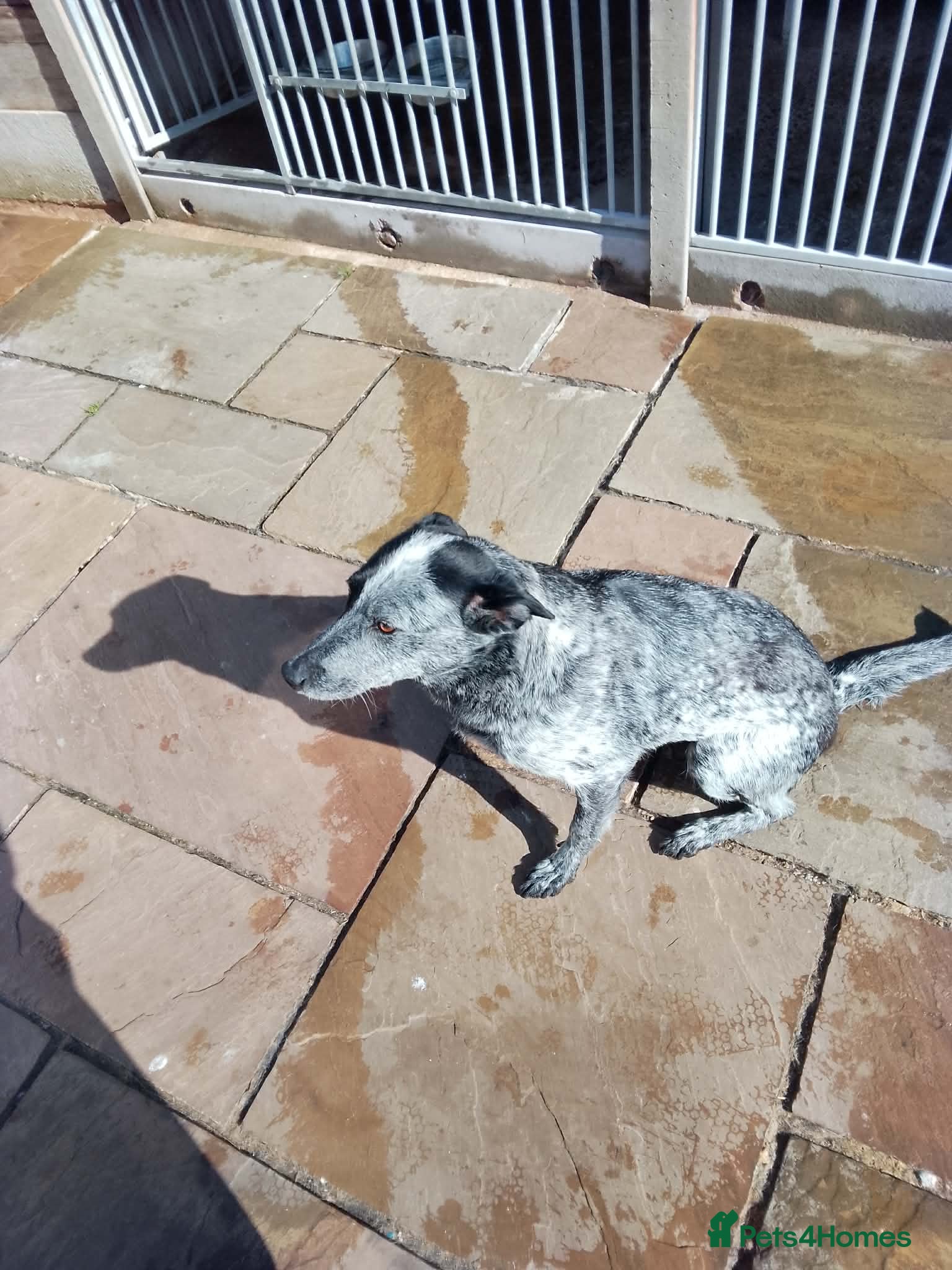 Lurcher dogs Stunning lurcher pups - Advert 4