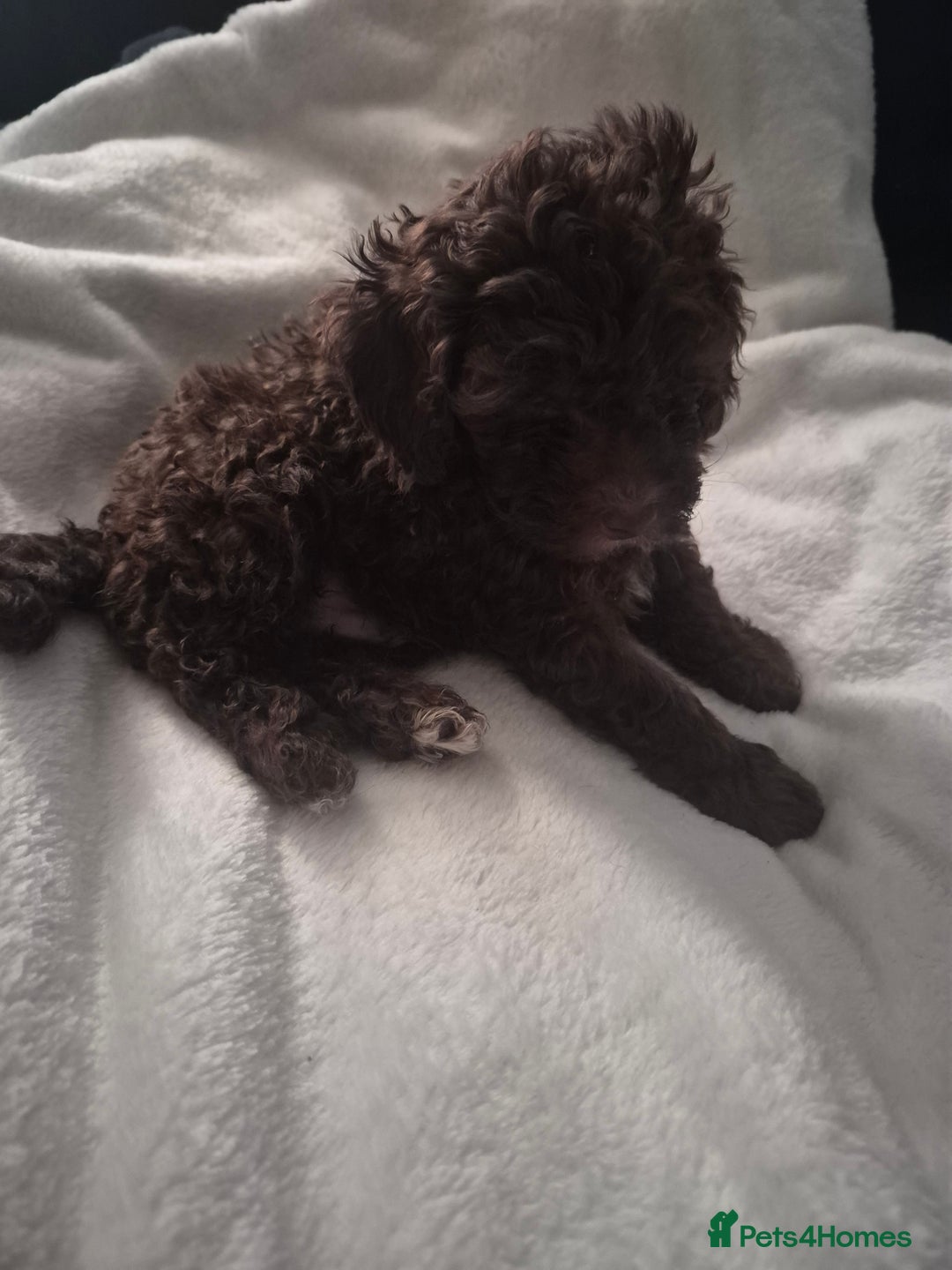Toy Poodle dogs for sale: beautiful toy poodles for sale  - Advert 9