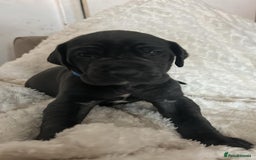 Great Dane dogs for sale: Great dane puppies for sale  - Image 5