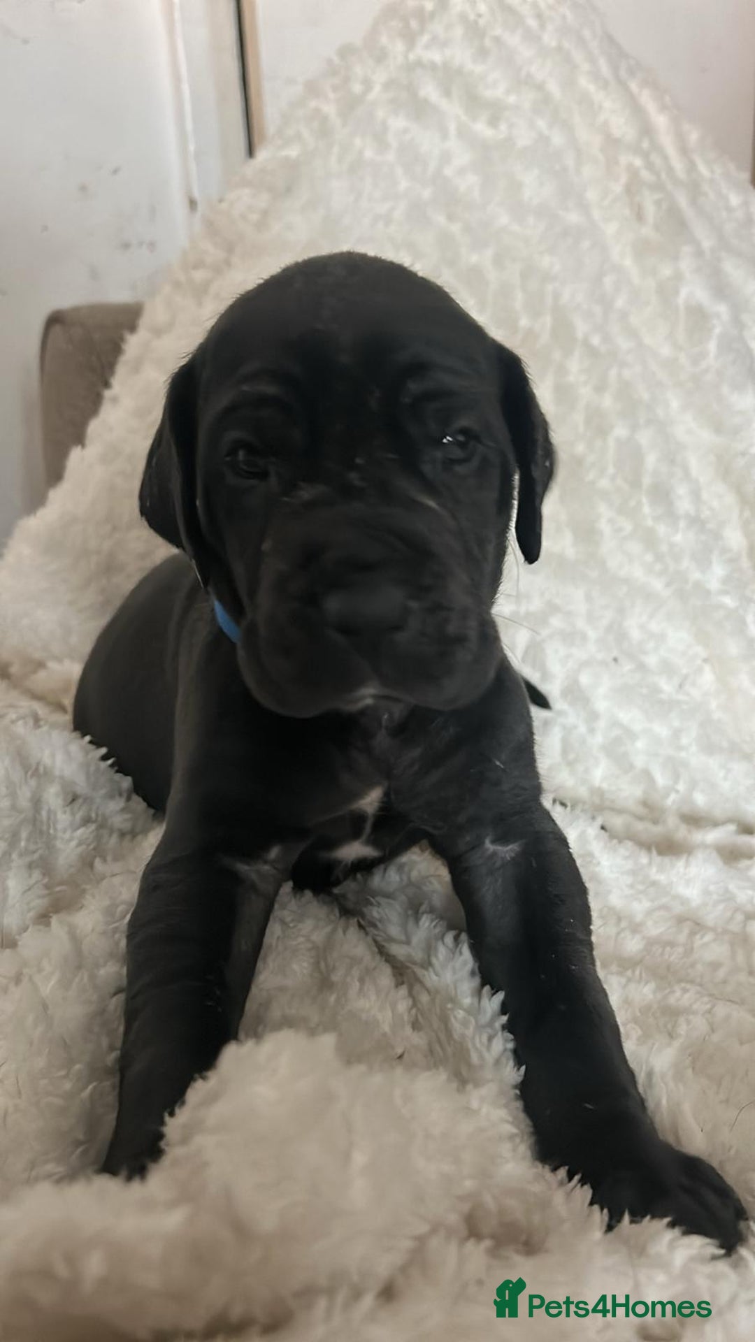 Great Dane dogs for sale: Great dane puppies for sale  - Image 5