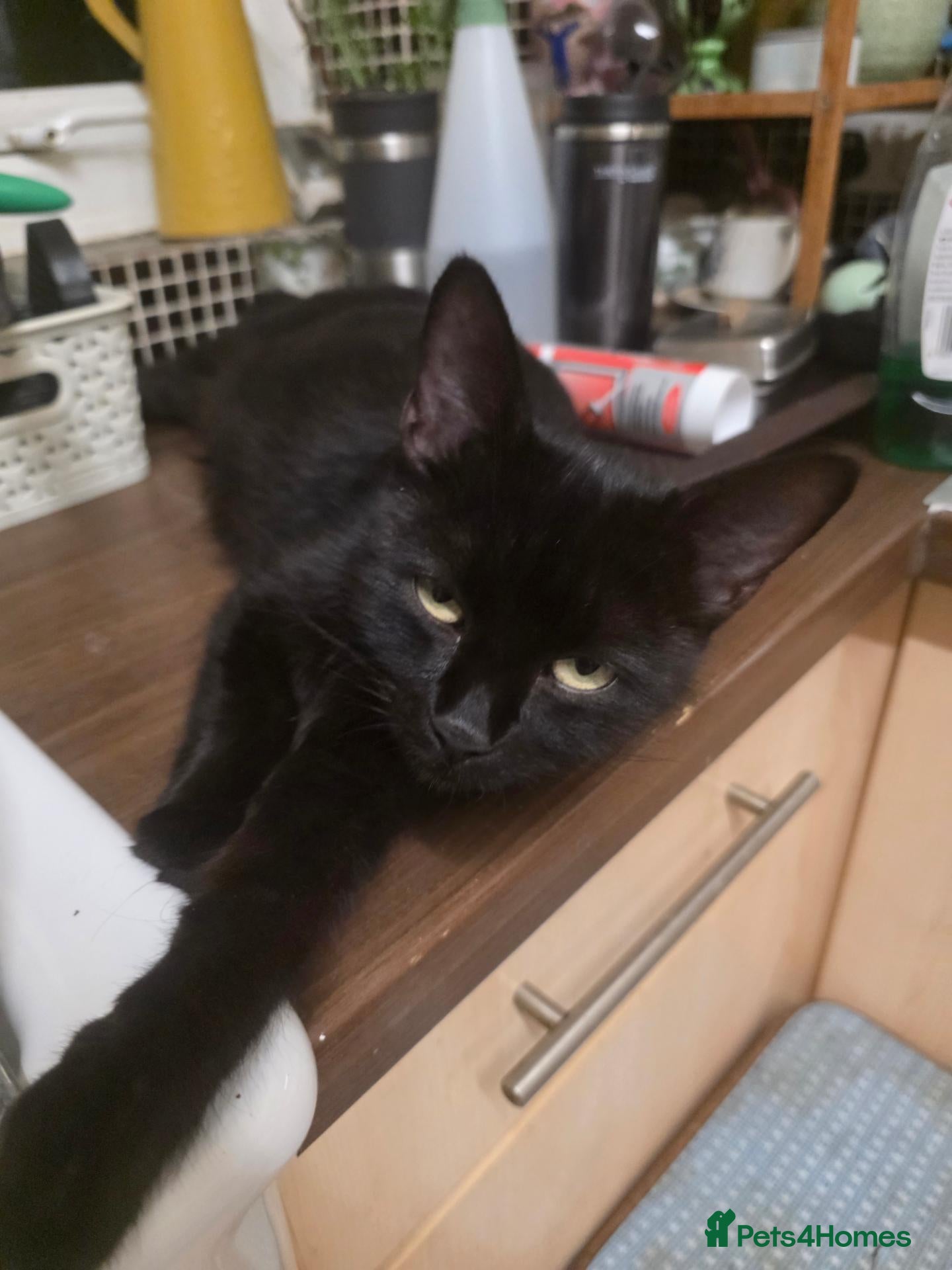 Mixed Breed cats Black Kittens - Advert 1