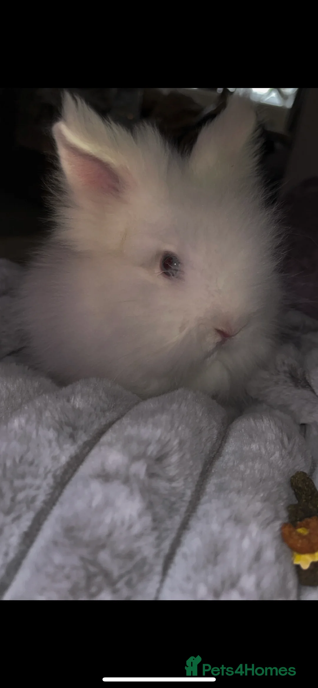Lionhead rabbits for sale: Blue eye lion head male  - Advert 4