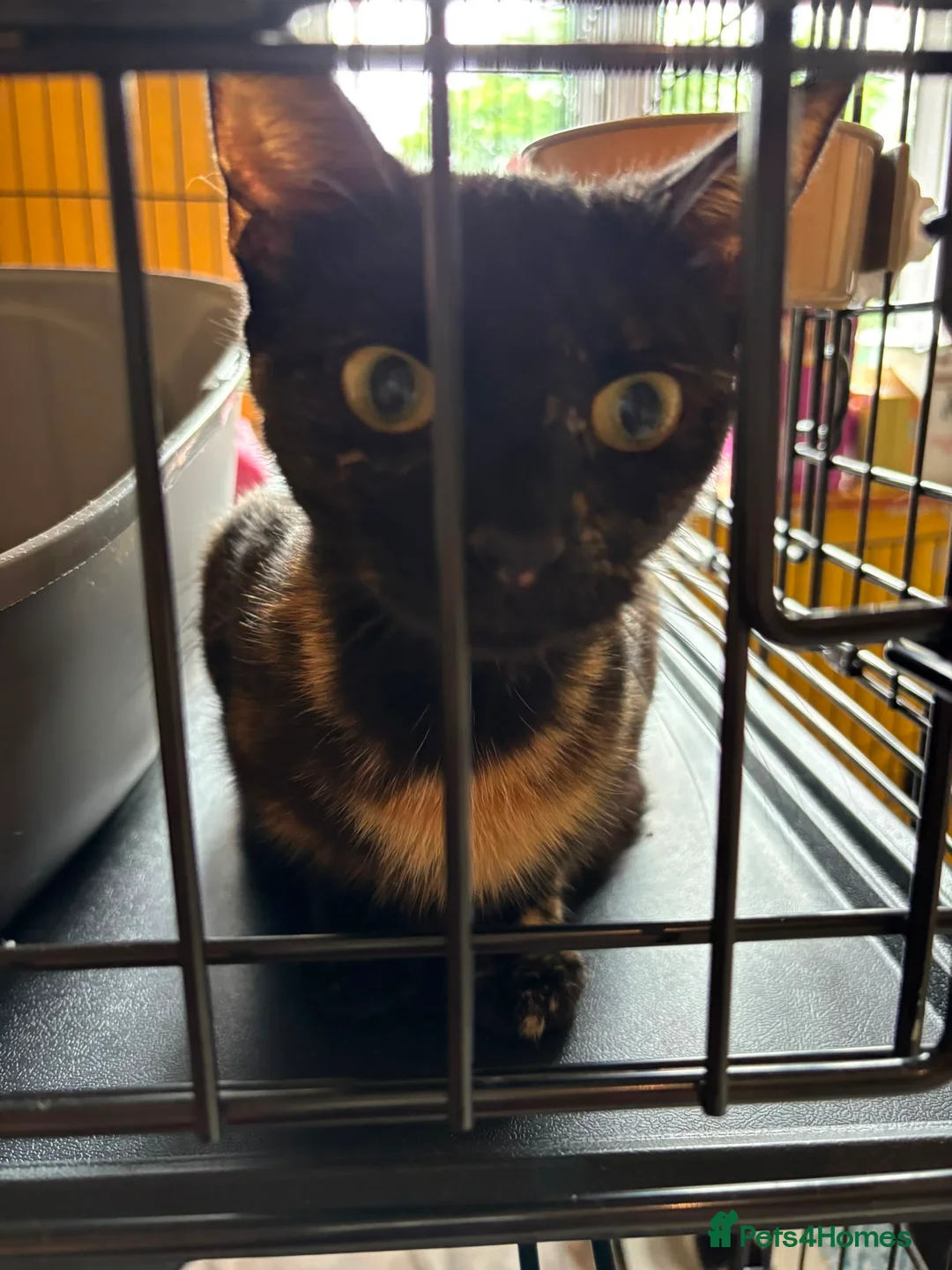 Domestic Shorthair cats for adoption: Playful Kittens- Adopt from Cats In Crisis EastLdn - Advert 13