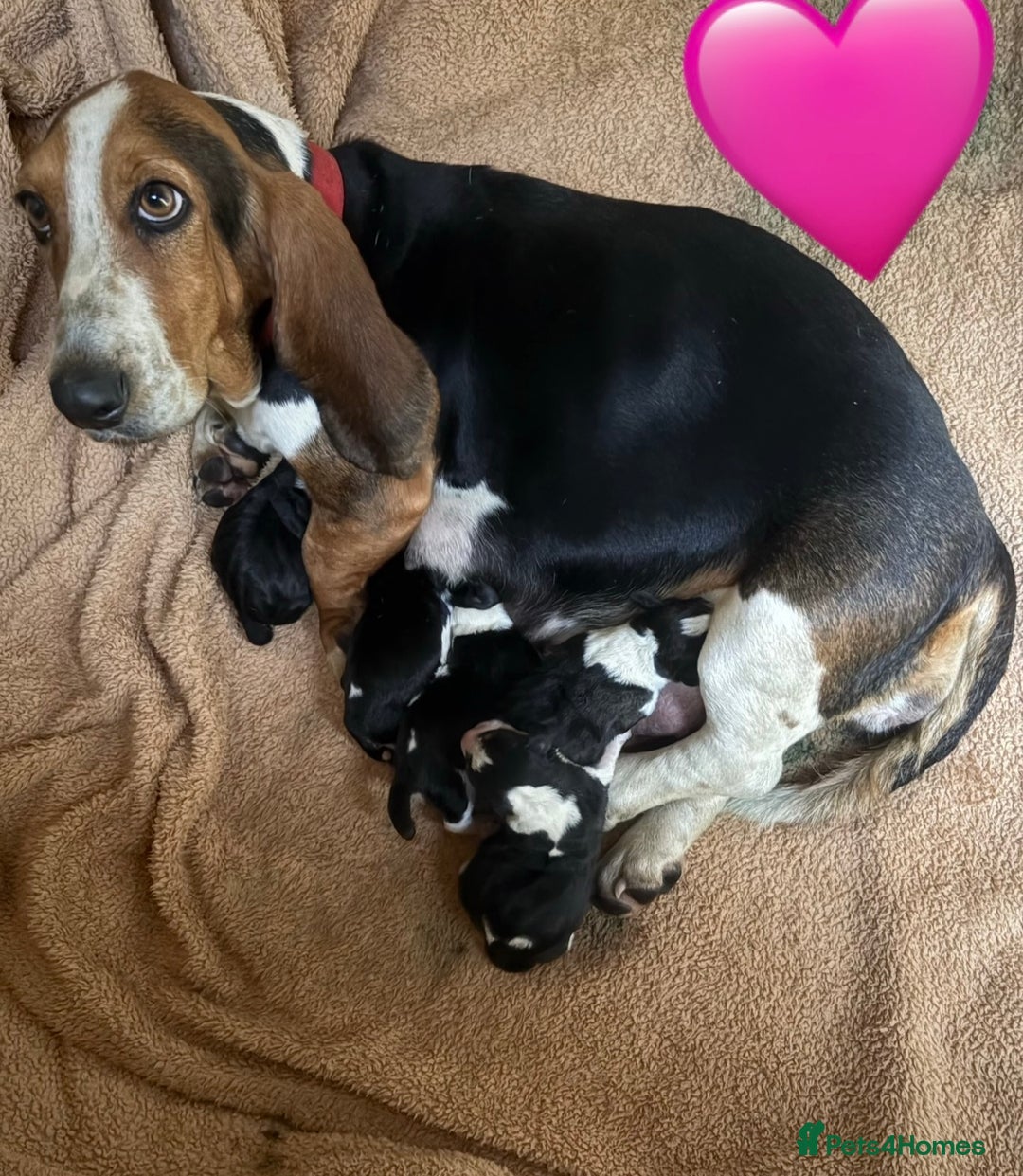 Basset Hound dogs for sale: Basset hound puppies  - Advert 1