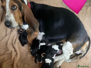Basset Hound dogs Basset hound puppies - Advert 10
