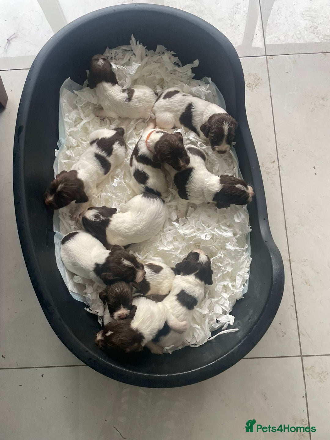 English Springer Spaniel dogs for sale: Beautiful Springer Spaniel working line - Advert 18