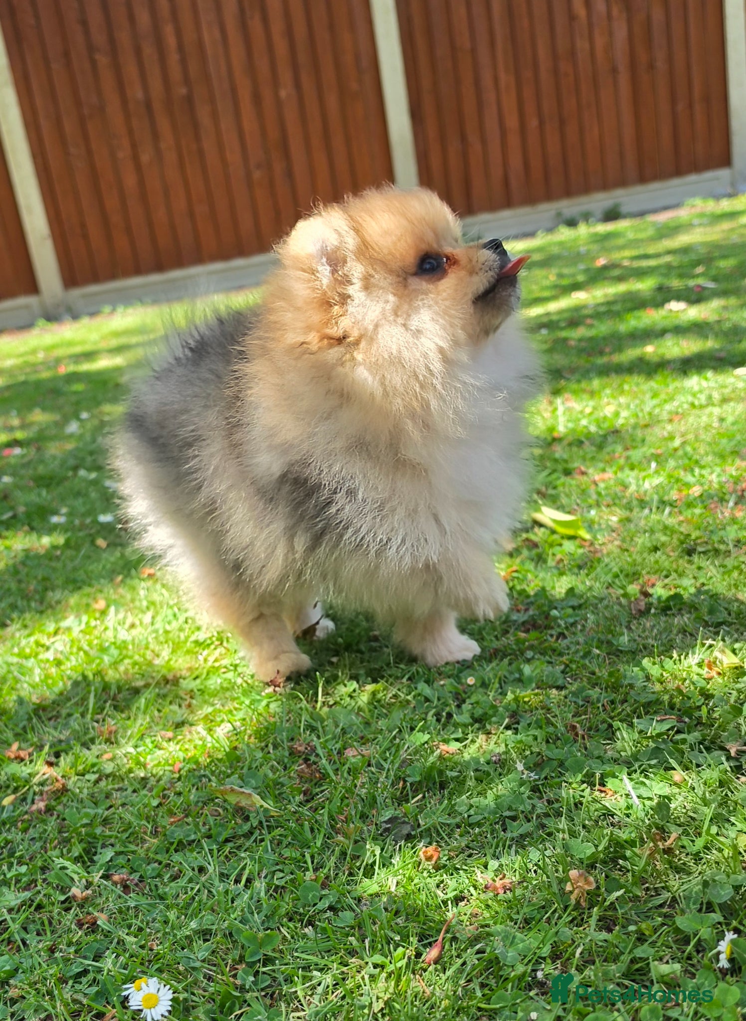 Pomeranian dogs for sale: Pomeranian puppies home raised  - Advert 15