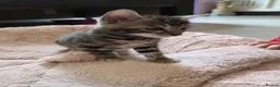 Bengal cats for sale: Pure Bengals Stunning Colour-ready for rezervation - Advert 27