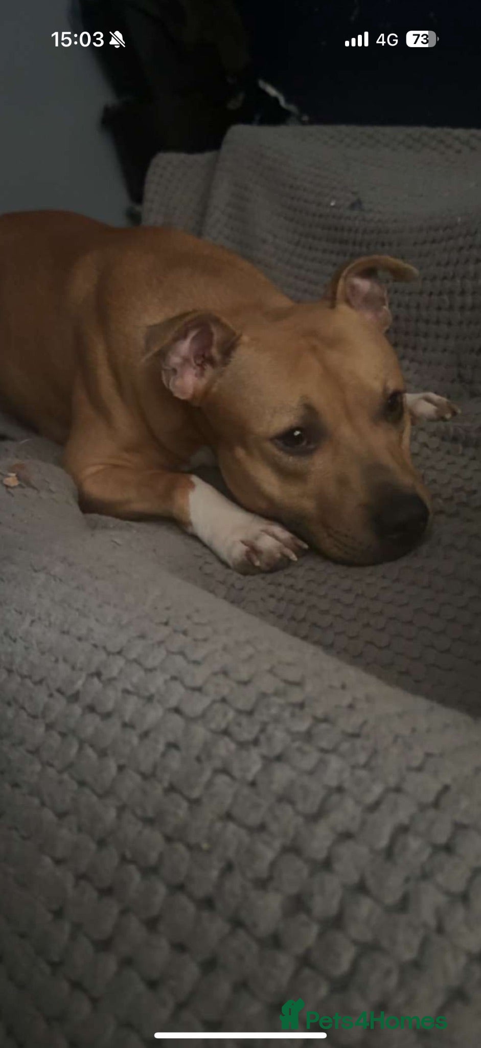 Staffordshire Bull Terrier dogs Staffie boy for rehome  - Advert 2