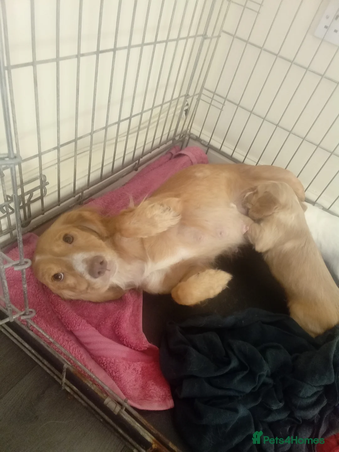 Cocker Spaniel dogs for sale: Full pedigree cocker spaniels  in Halifax - Advert 2