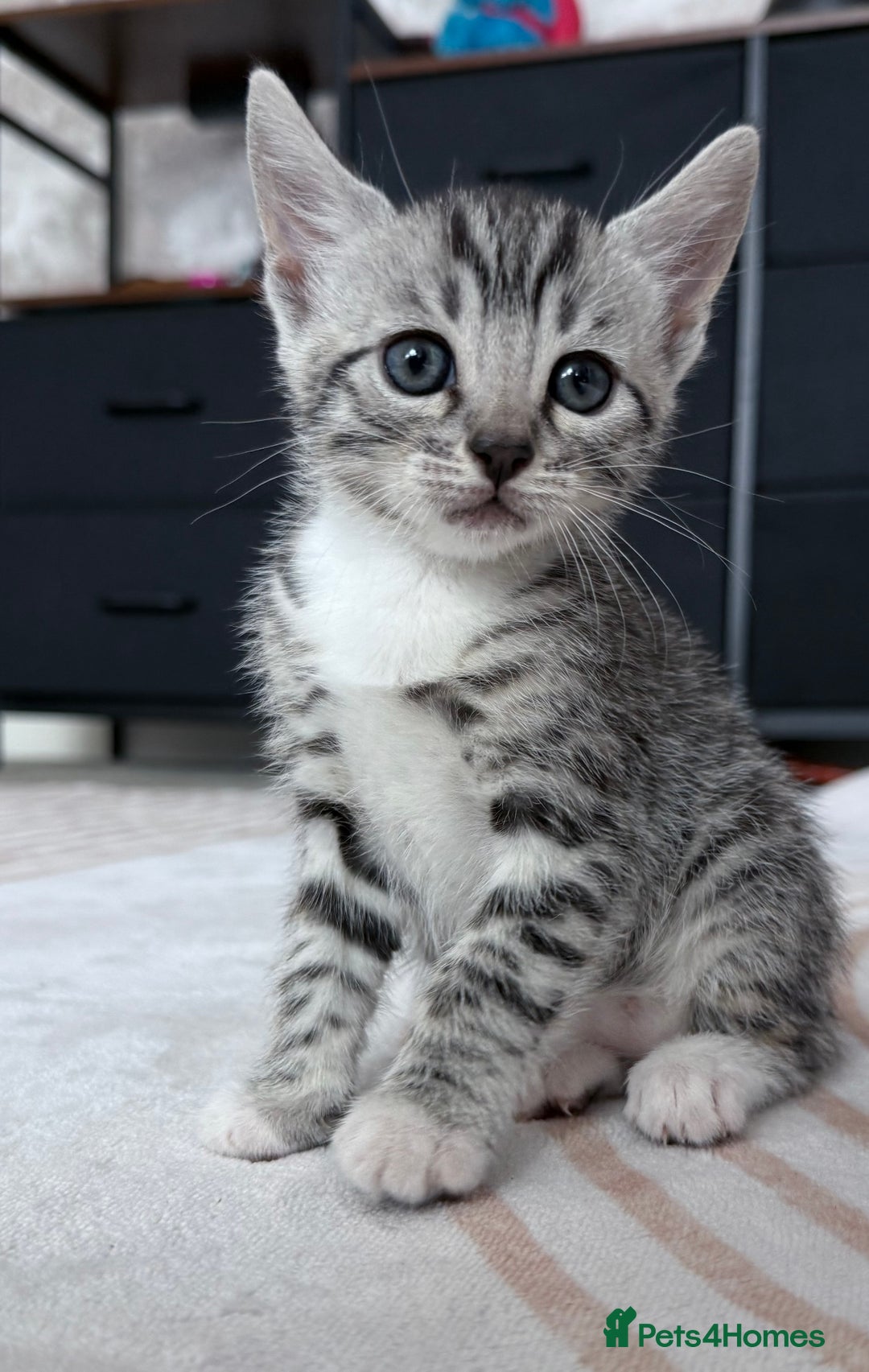 Bengal cats for sale: Bengal kittens - Advert 8