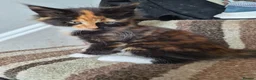 Mixed Breed cats for sale: Mixed race kittens for sale.  - Advert 7