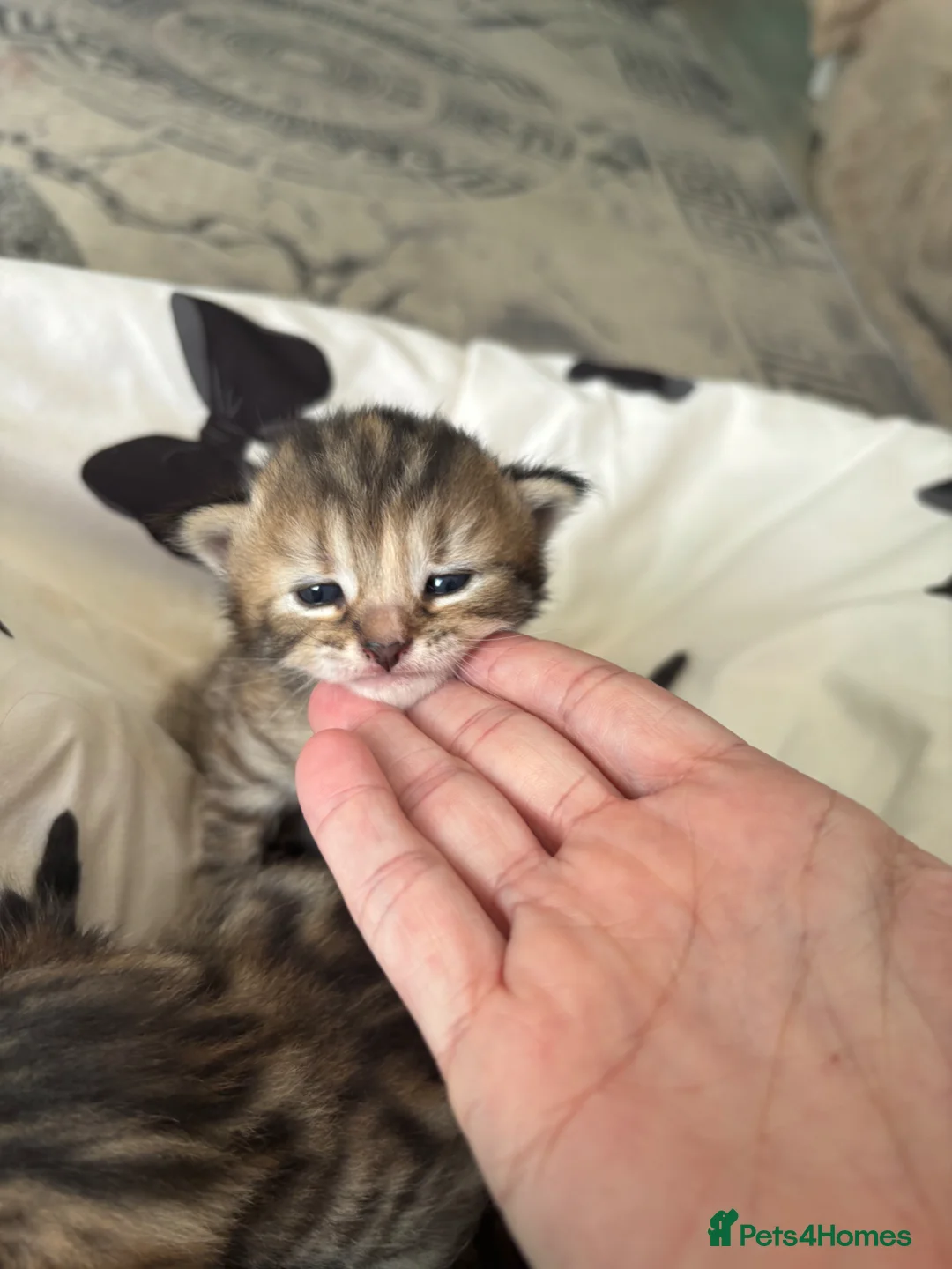 Mixed Breed cats for sale: 3 Absolute Stunning Patterned Kittens - Advert 2