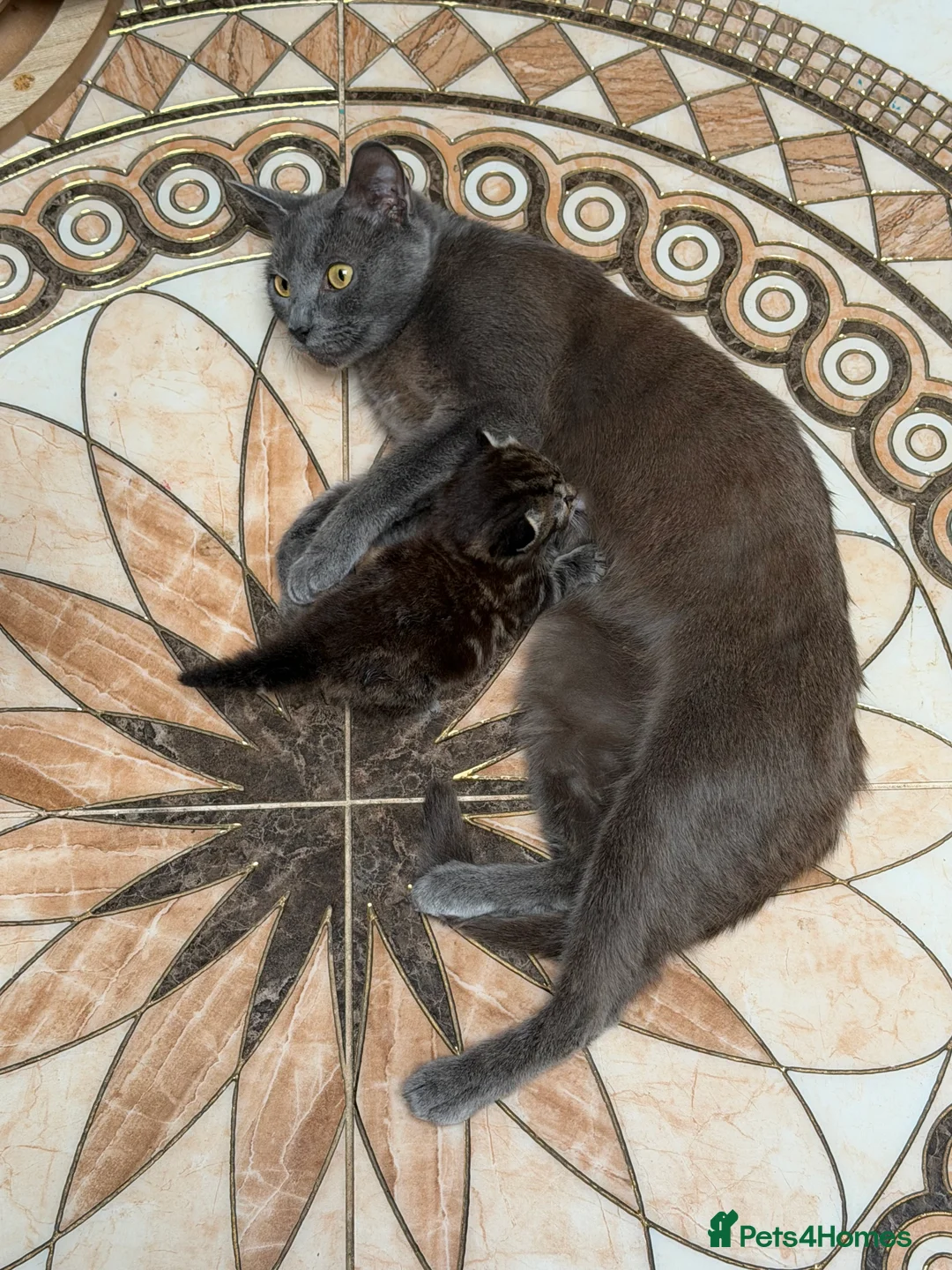 Mixed Breed cats for sale: Main coon x Russian blue mix - Advert 2