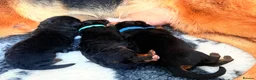 German Shepherd dogs for sale: Wolfskraft German Shepherds puppies - Advert 3
