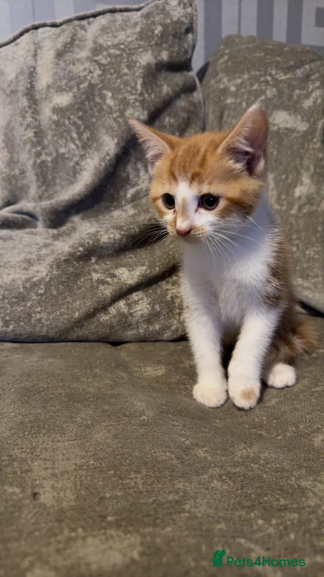 Maine Coon cats for sale: Maine coon X Tabby kittens - Image 2