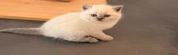 British Shorthair cats for sale: GCCF BRITISH SHORTHAIR KITTENS - Advert 15