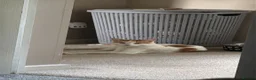 Domestic Shorthair cats for sale: Loving kitten  - Advert 1