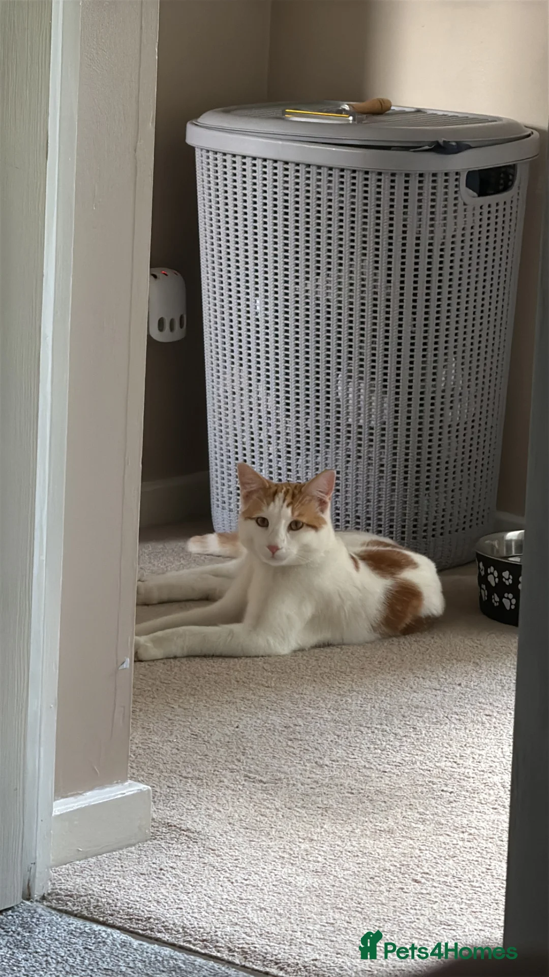 Domestic Shorthair cats for sale: Loving kitten  - Advert 1