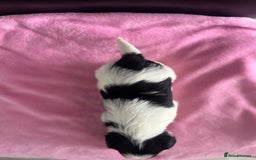 Biewer Terrier dogs for sale: 5 Adorable Purebred Biewer Terriers - Image 10