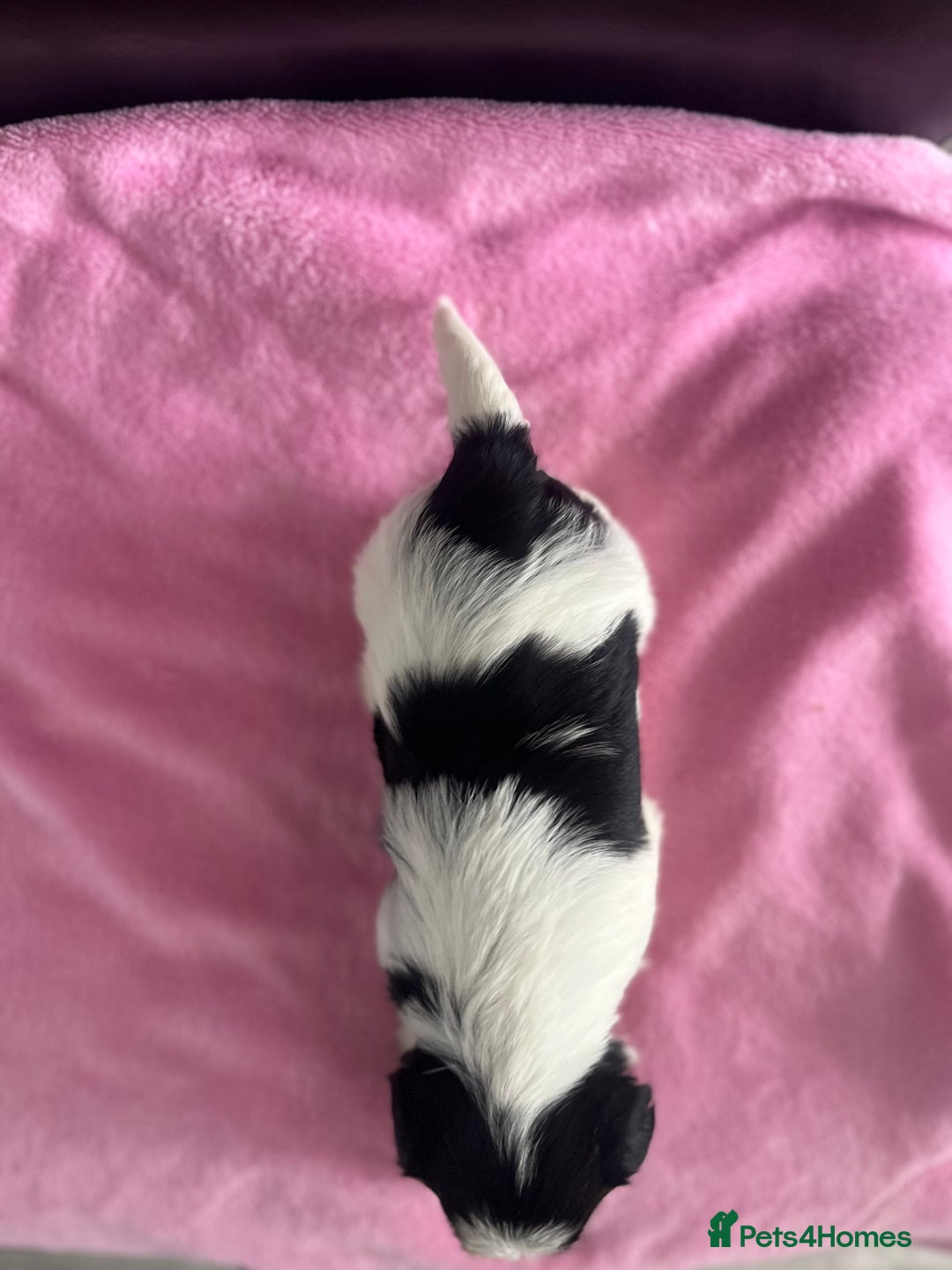 Biewer Terrier dogs for sale: 5 Adorable Purebred Biewer Terriers - Image 10