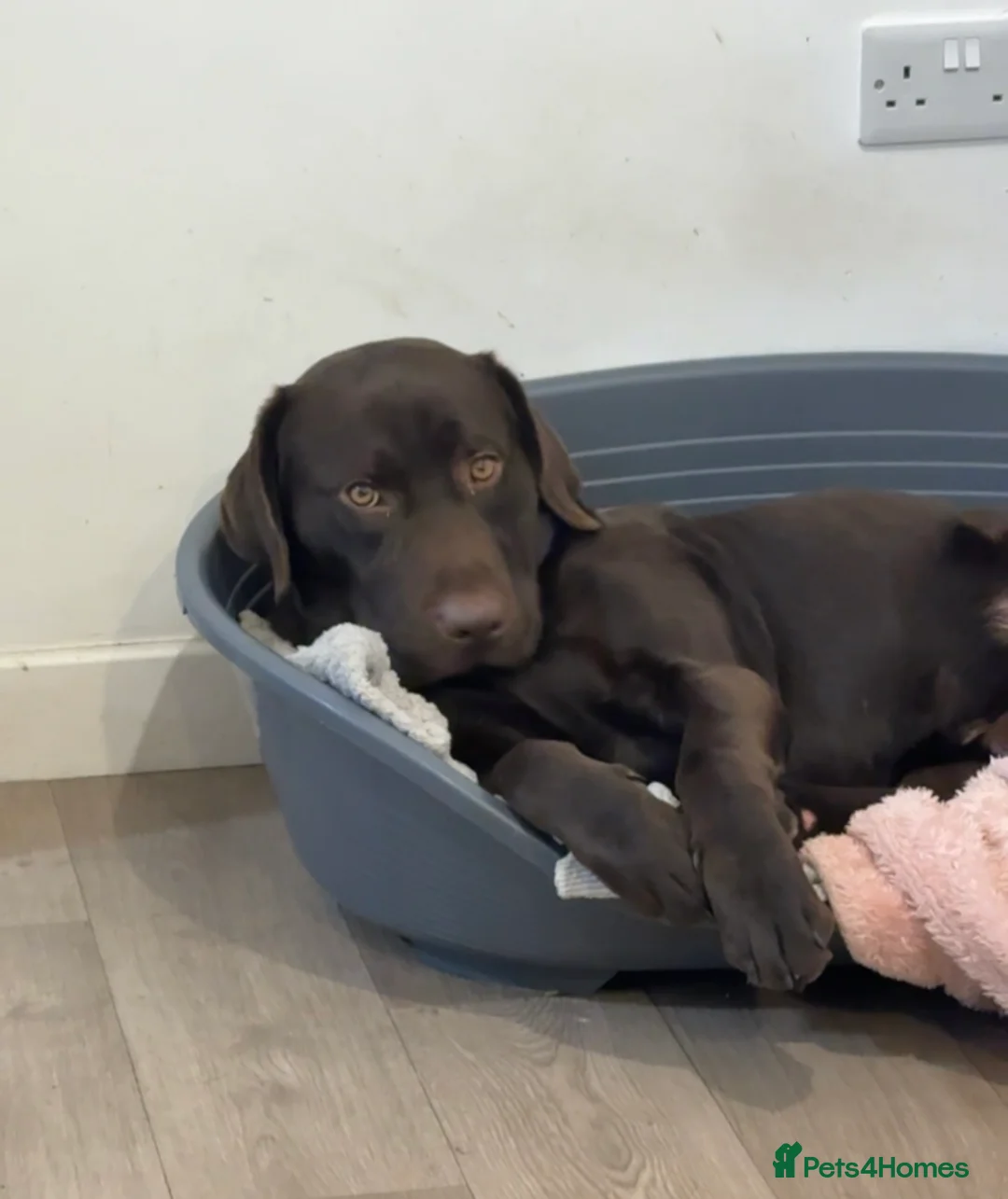 Labrador Retriever dogs for stud: Chocolate lab stud in Whitland - Advert 2